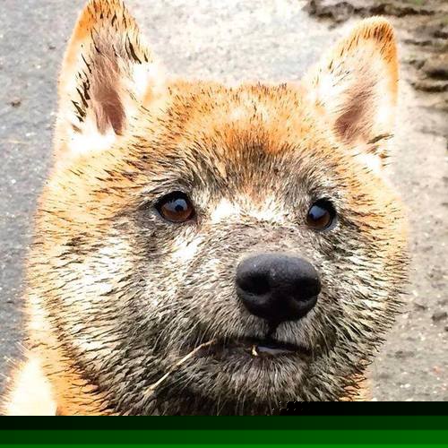 _极速滑步车:未来城市的交通新宠_,极速滑板车图片