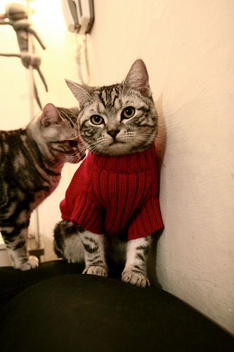 乡村划船运动会:乡土文化新亮点