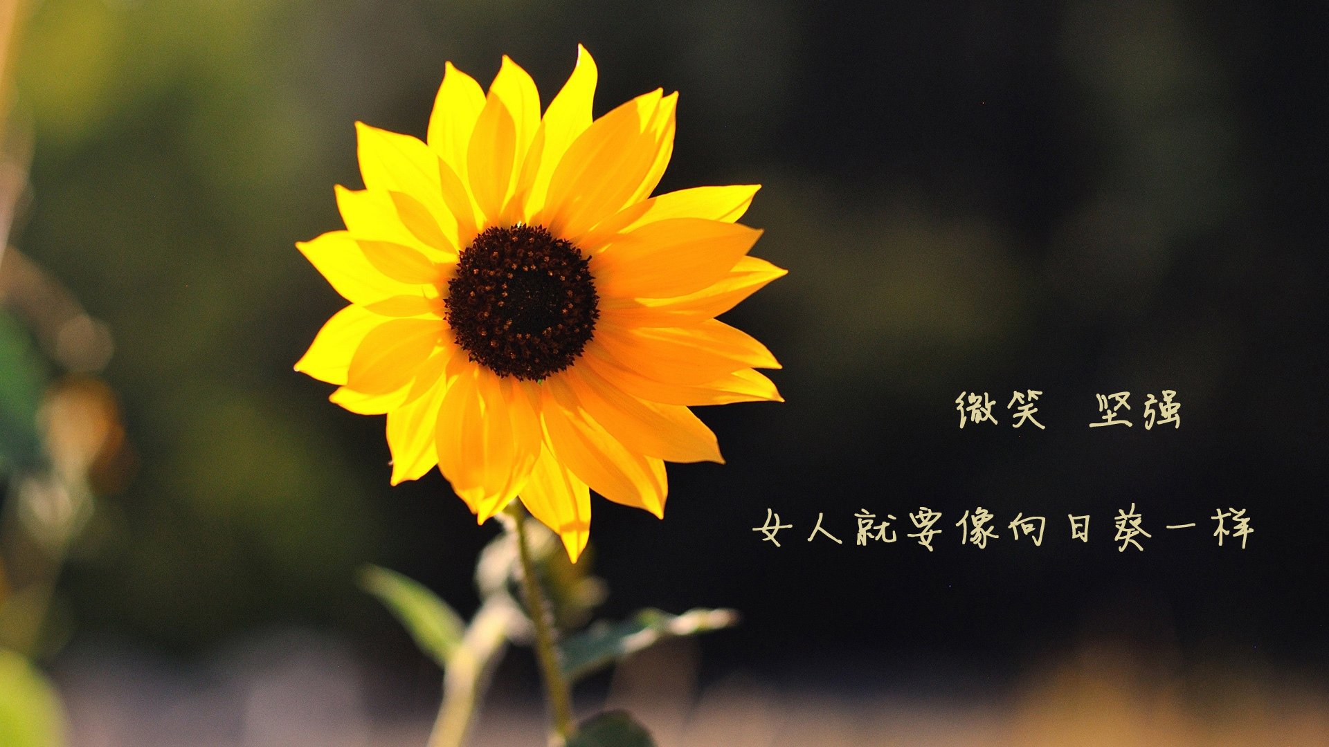 全面解析:哪个战术体系最具杀伤力?,有哪些战术打法