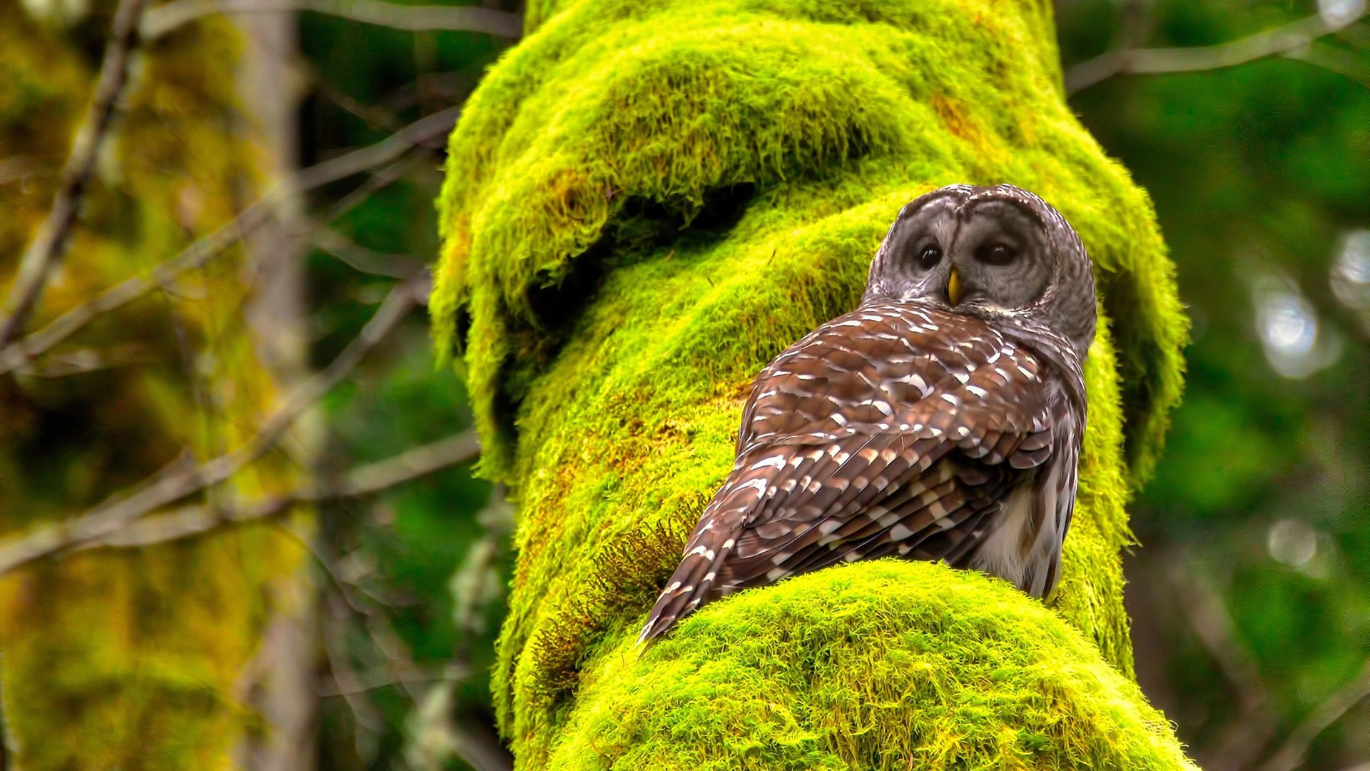 -罚款、禁赛：规则执行的每一个细节，禁赛是啥