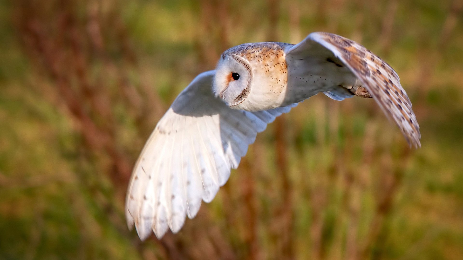西甲:比利亚雷亚尔1-0险胜赫塔菲,主场优势明显,比利亚雷亚尔主力前锋