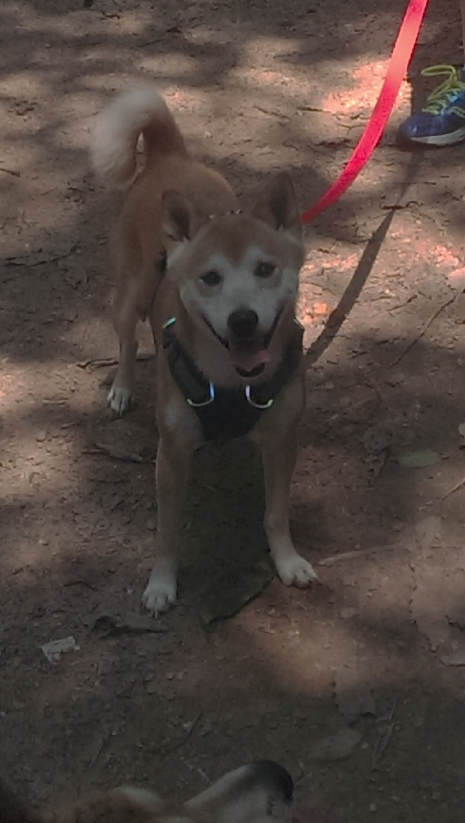 中超多队启用U23球员,年轻力量受重用,中超 u23