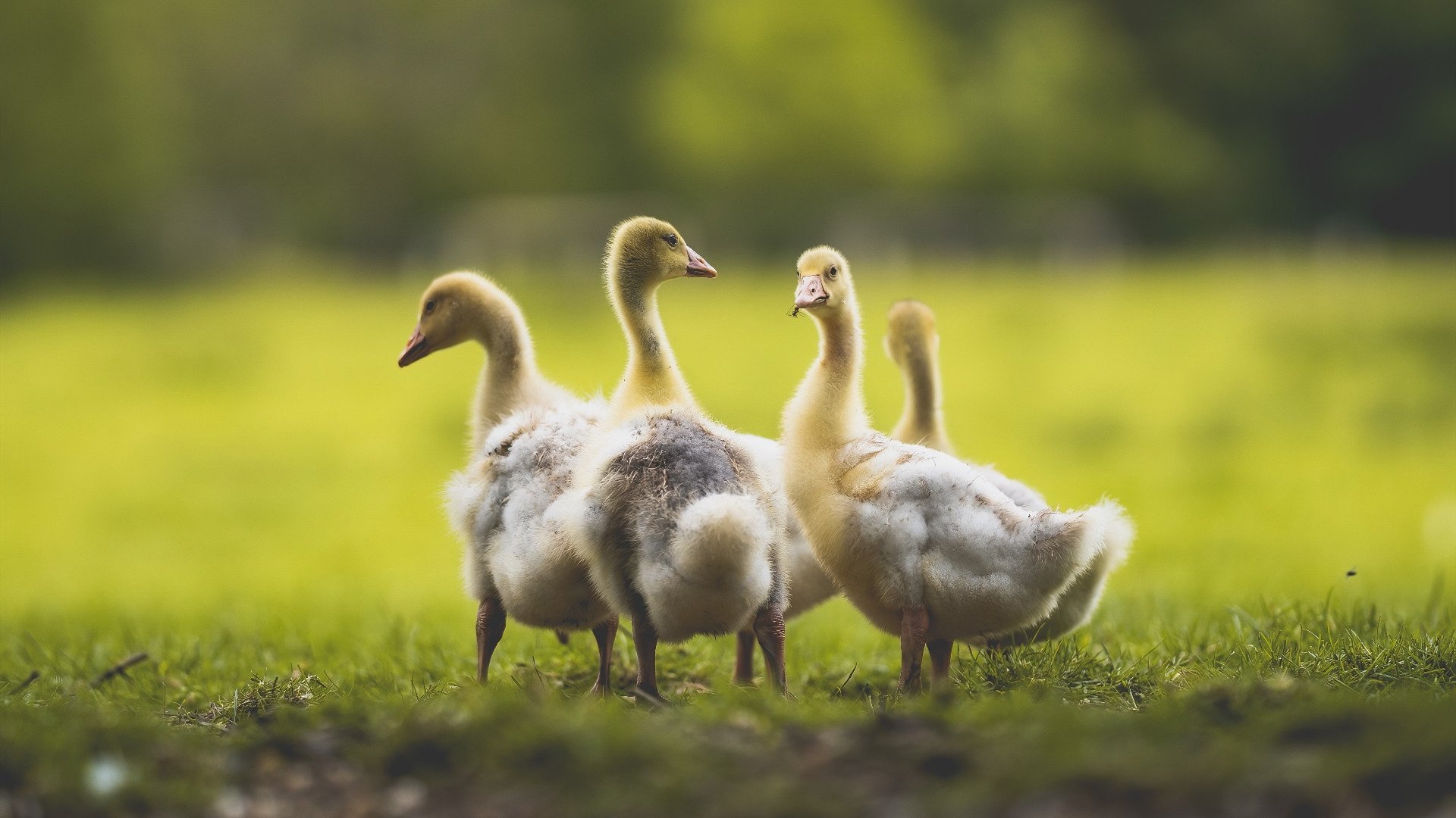 体育教练调整阵容应对密集赛程,体育教练简介照片