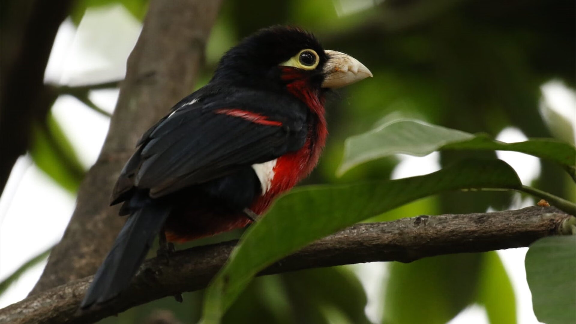 国足青年梯队发展快速,国足青少年队