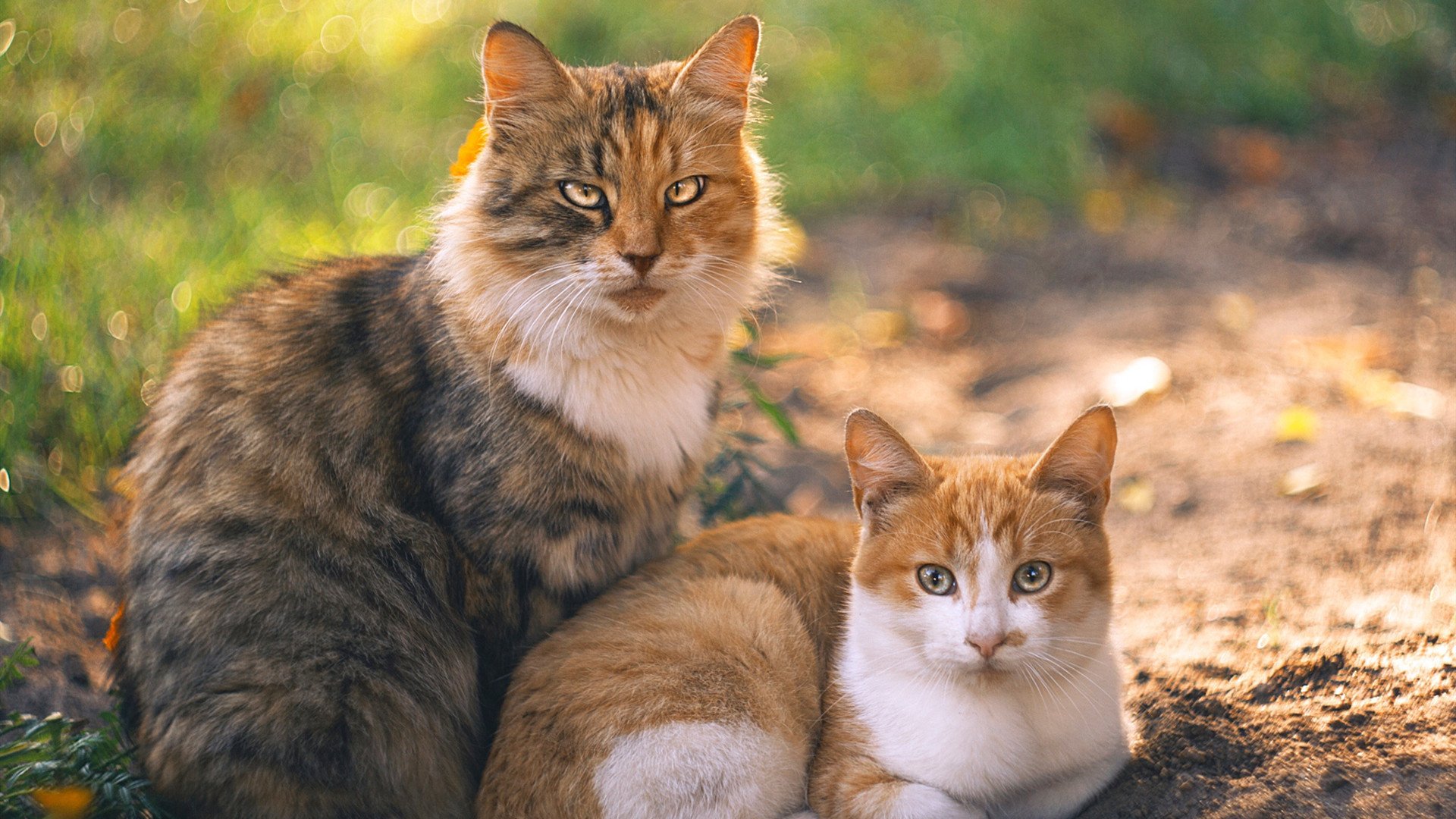 九游游戏中心-国足成功晋级国际比赛四强，实力有目共睹，国足第四档