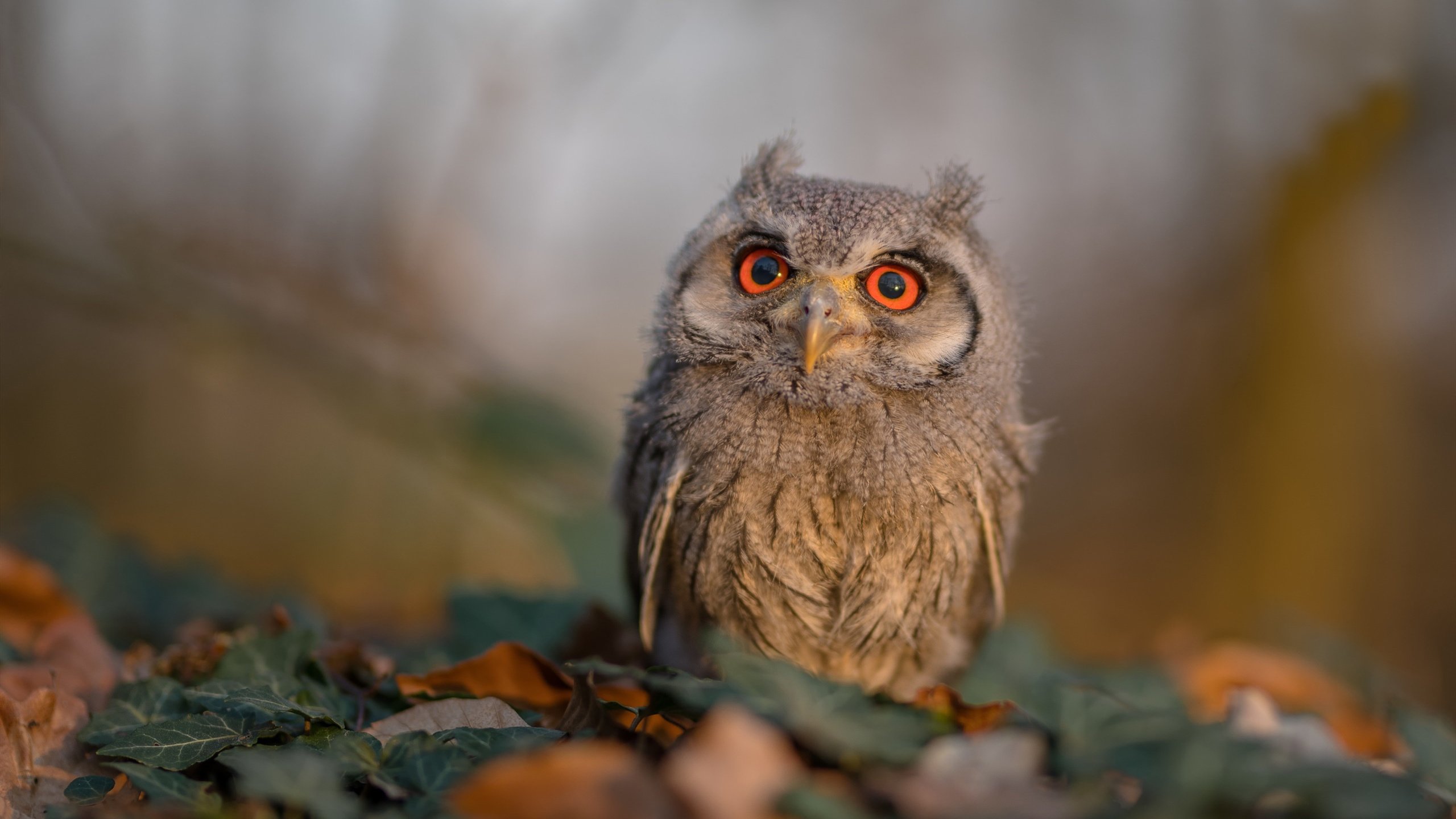 圣埃蒂安俱乐部战胜对手,表现稳健有力,圣埃蒂安球迷