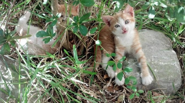 奥格斯堡状态回升，连续场比赛得分不俗，奥格斯堡市
