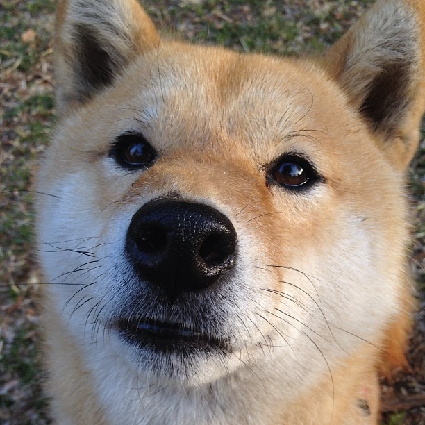富勒姆主场惨败热刺,英超保级艰难形势不容乐观,富勒姆 英超