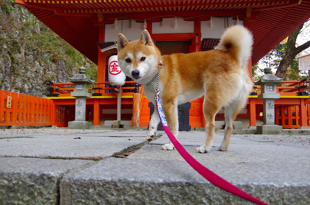 山东泰山俱乐部推出新球迷活动,山东泰山俱乐部推出新球迷活动视频
