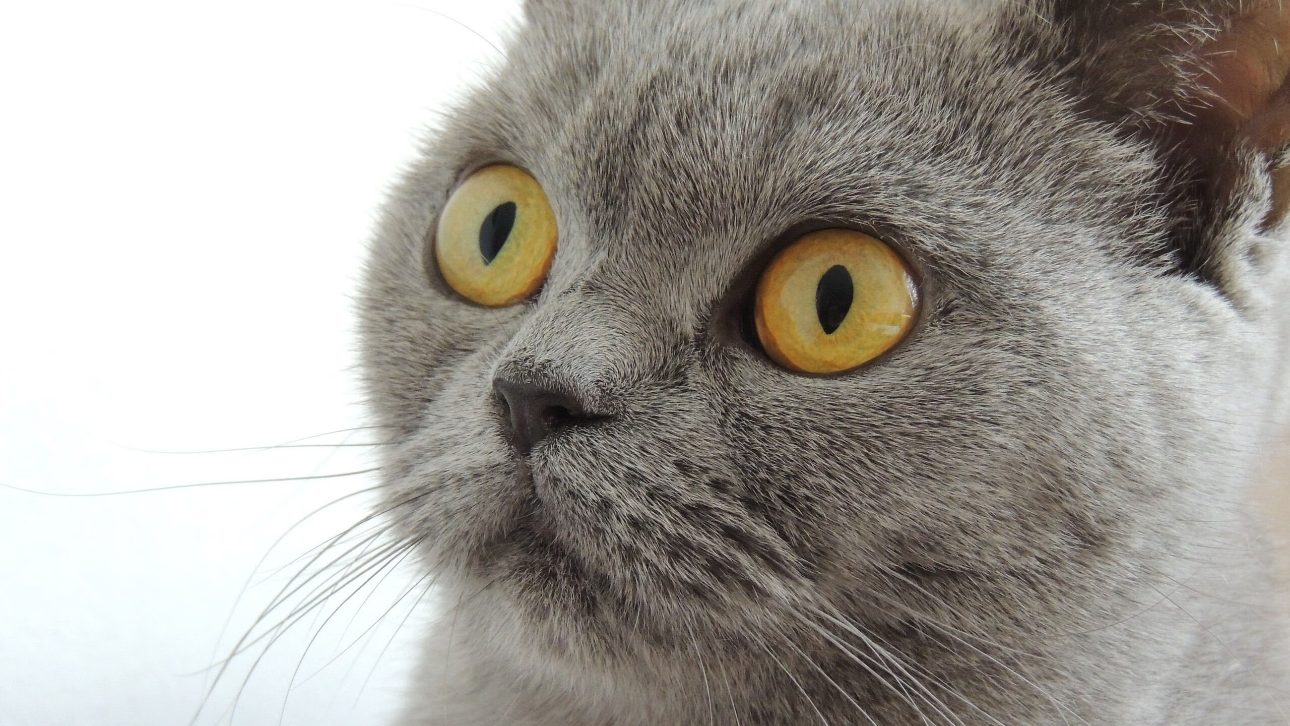 巴斯蒂亚客场失利,法国联赛排名继续下滑,法蒂 巴塞