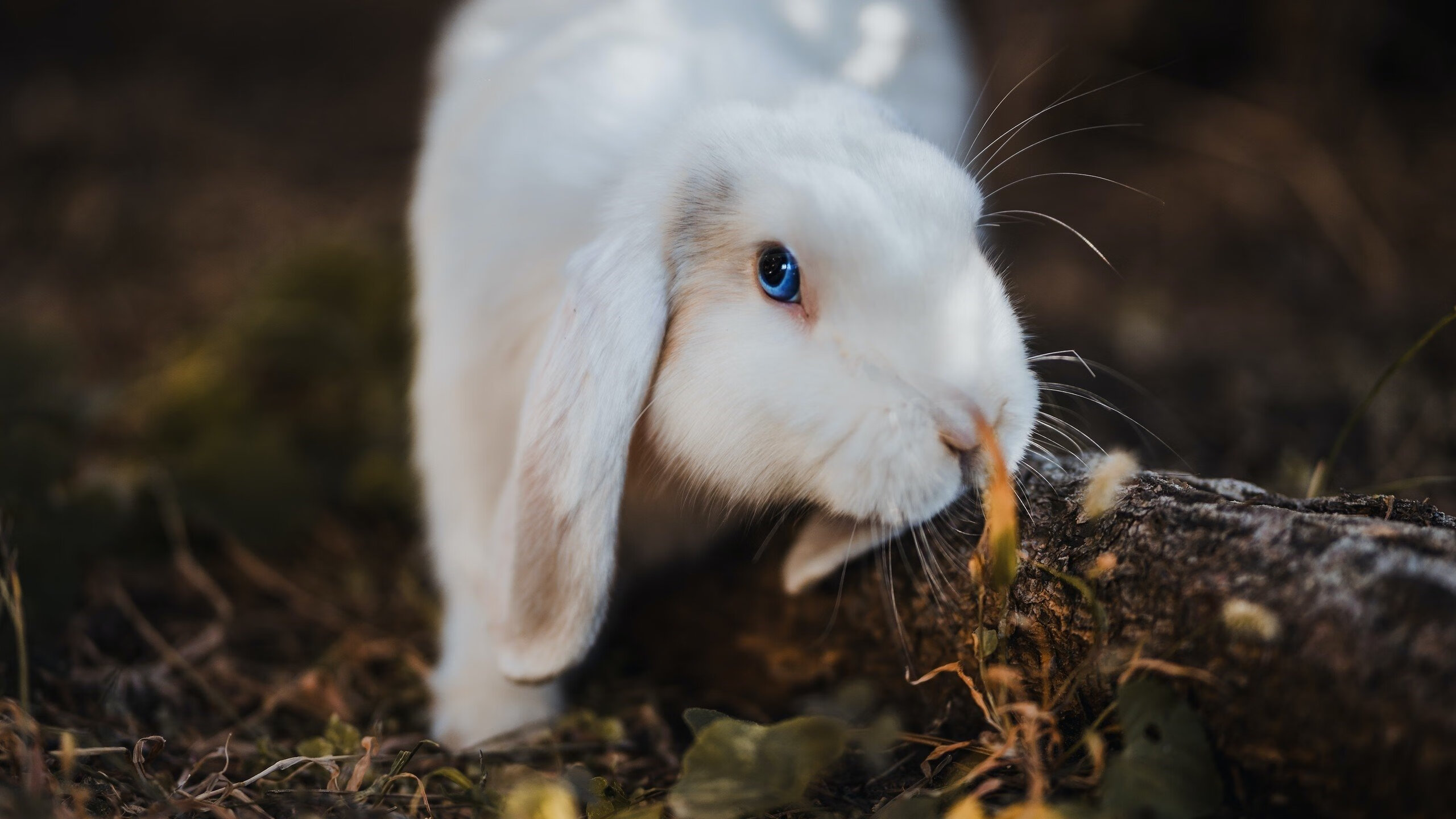 九游网-曲折戏剧性的比赛，谁能笑到最后，戏曲折扇图片