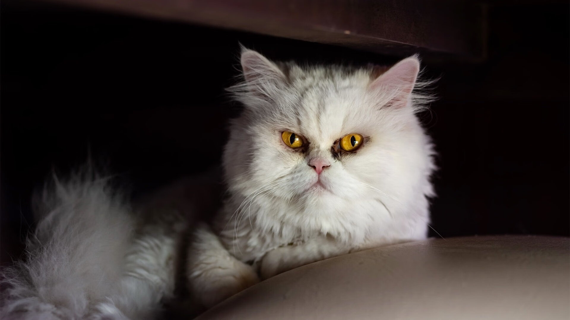 Jiuyou-皇家马德里镇守主场，闯关拜仁慕尼黑，马德里皇家足球俱乐部