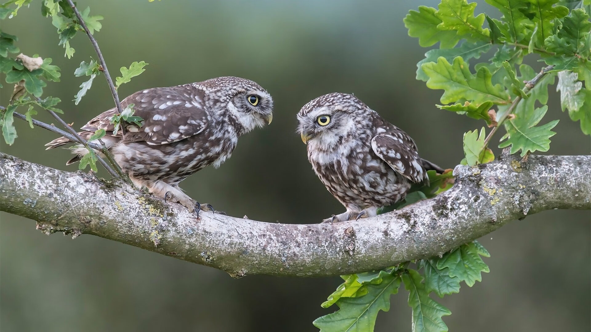 九游娱乐中心-紧张刺激的足球盛宴，期待精彩表现！，足球激动人心时刻视频