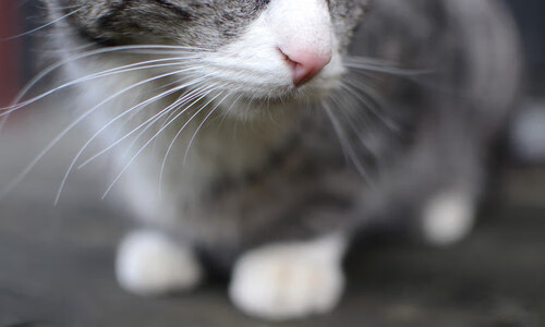 NBA球员市场推广活动，nba球员广告收入要交税吗