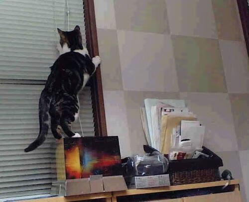 青少年体育社交平台行为特征分析,青少年体育社交平台行为特征分析怎么写