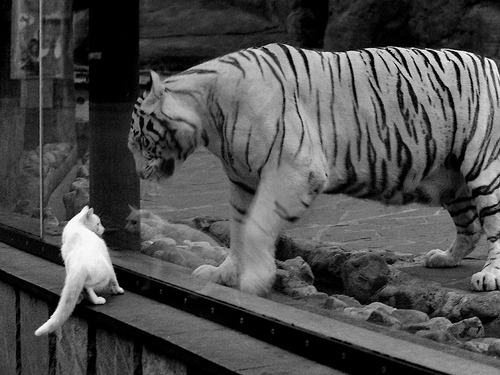 王者荣耀主播带粉上分节目反响热烈,王者荣耀主播带粉收费