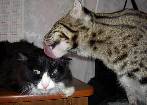 -C罗称年龄不会阻止他继续拼搏，c 罗 几岁