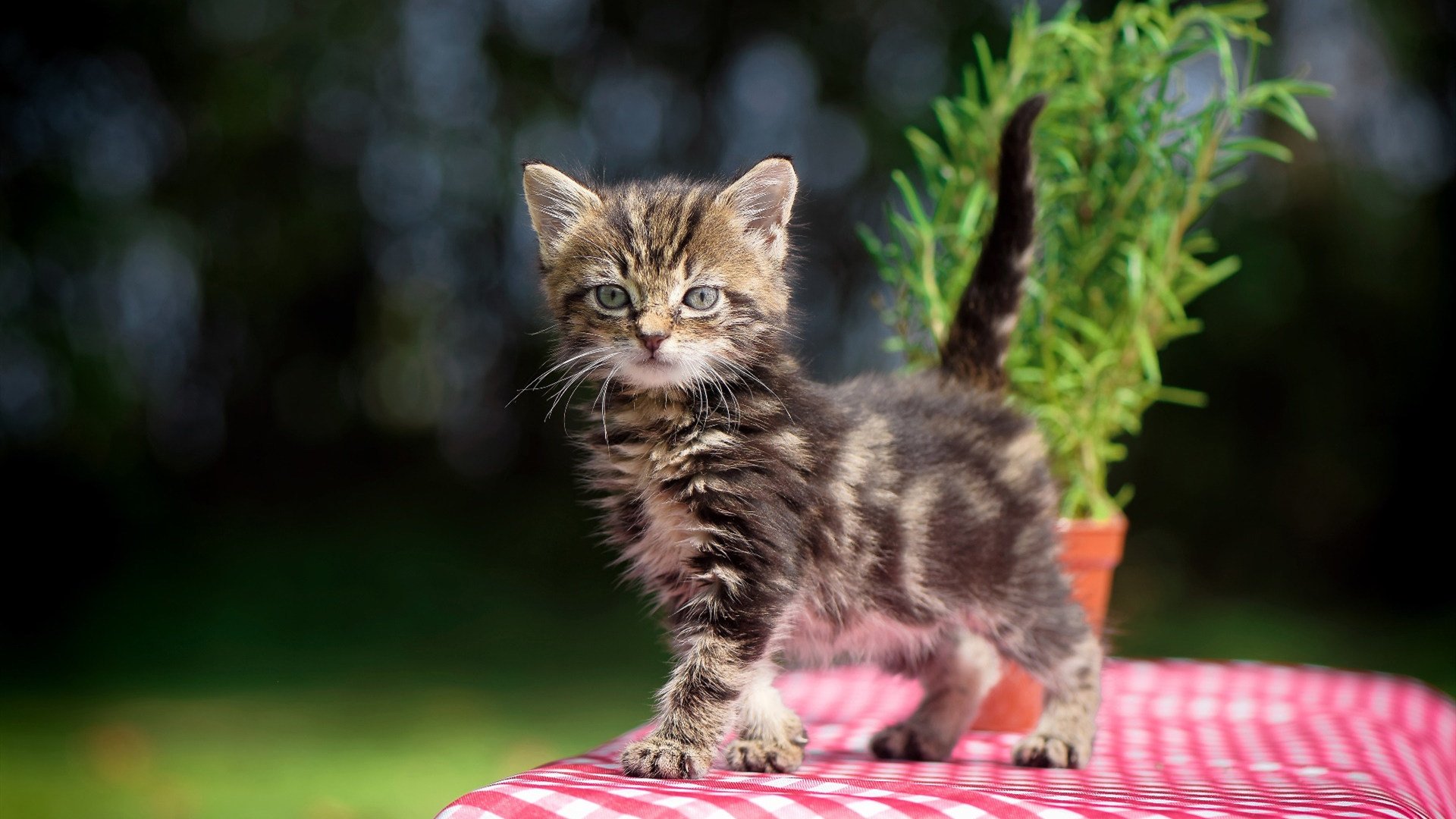 -中国足球联赛俱乐部社会责任项目丰富多彩，中国足球协会是什么组织