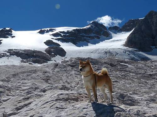 利物浦欧冠逐步推进,冲击最终冠军
