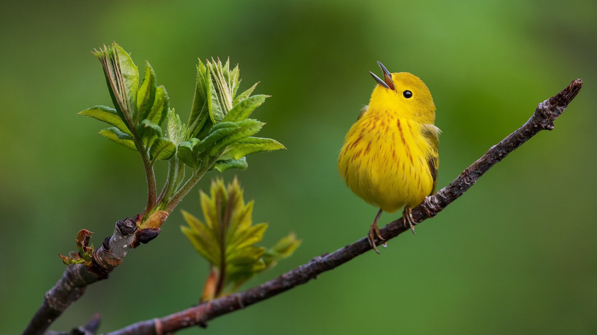 科特迪瓦男篮在非洲锦标赛中扬眉吐气,体育实力持续增强,非洲国家科特迪瓦