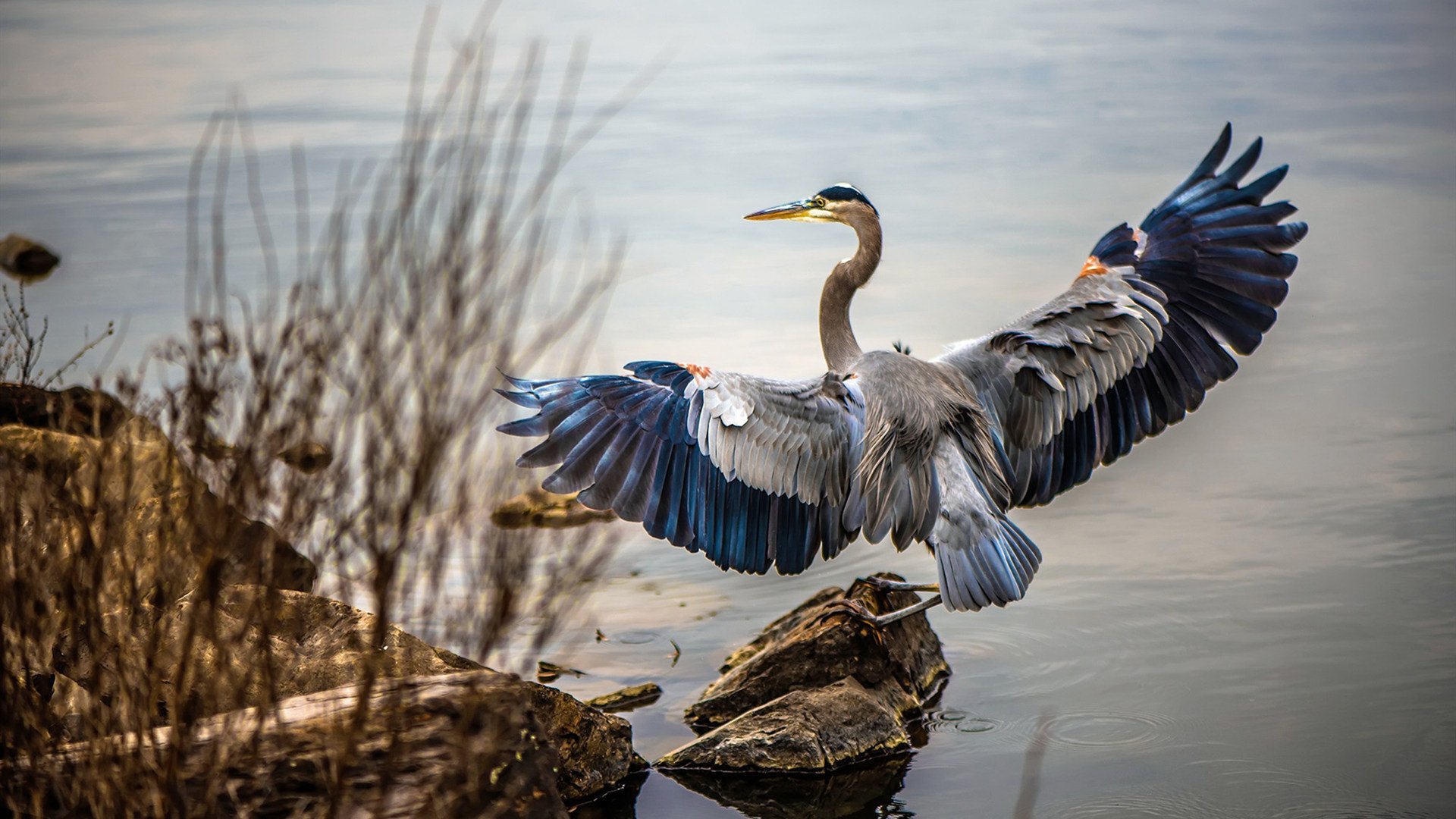科特迪瓦男篮在非洲锦标赛中连续夺冠,体育传统再攀新高,科特迪瓦男篮vs中国男篮视频