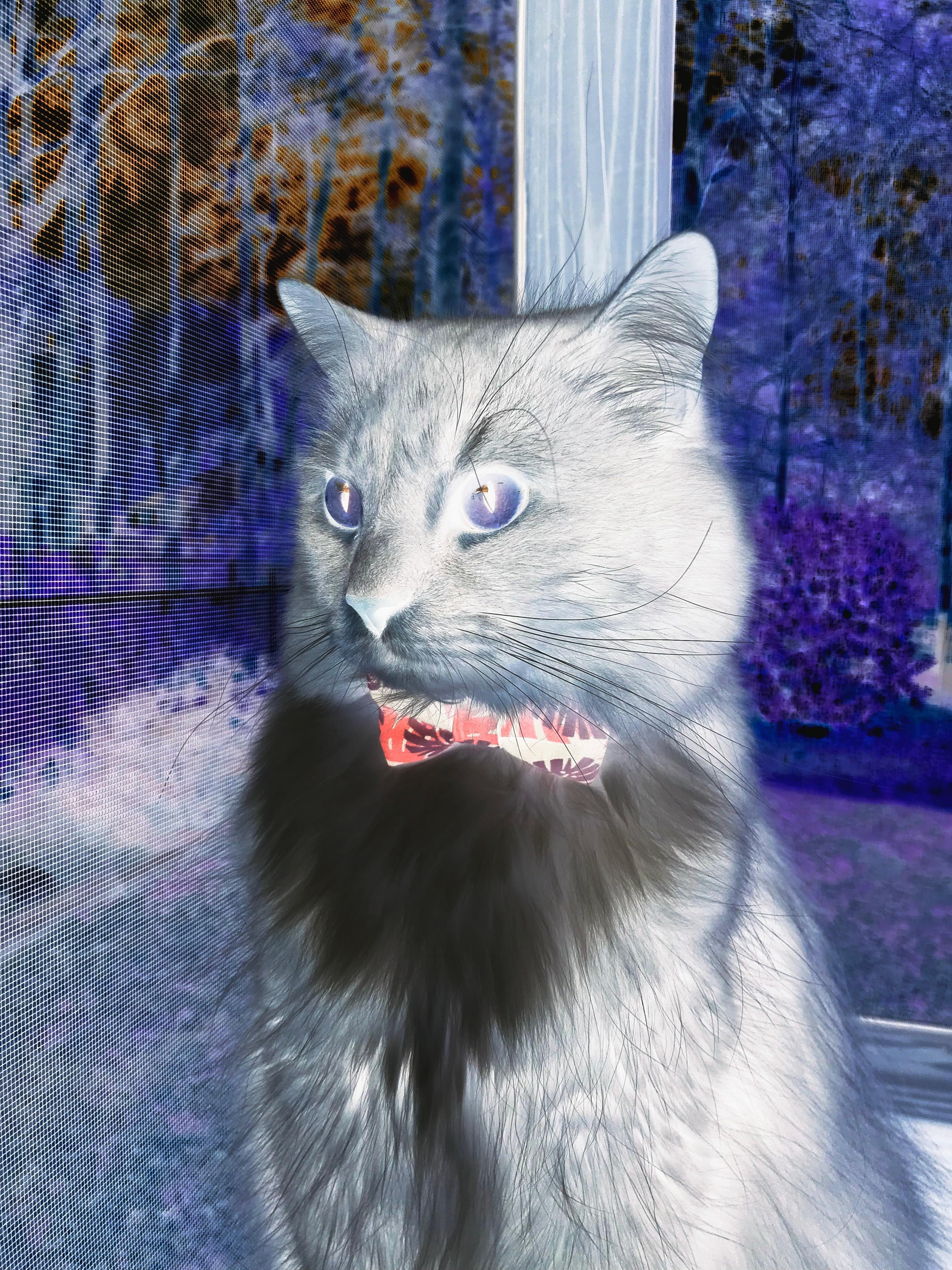 赛尔·阿尔斯塔:通过领导力和防守天赋,带领南非队保持强大竞争力