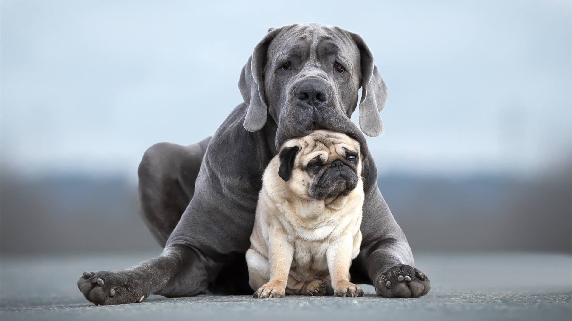 马拉维男篮在非洲锦标赛中夺冠，历史性突破令人振奋，非洲马拉维说什么语言